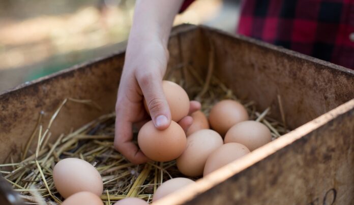 The Simplest Way to Tell if Your Farm-Fresh Eggs Are Still Actually Fresh, According to a Chicken Farmer