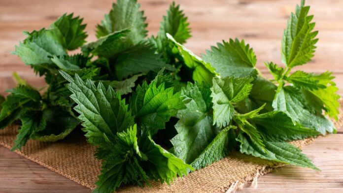 Stinging nettle benefits