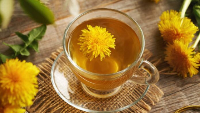 Dandelion tea helps with weight loss: Myth or fact?