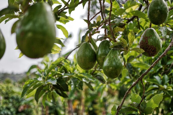 Is Avocado Oil Really a Seed Oil? Clarifying the Confusion